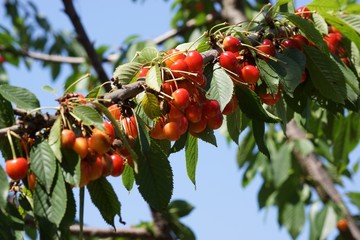 Ripe, juicy orange and red berries of sweet cherry and cherry on a tree branch.