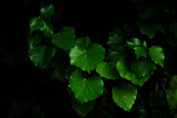 branch of ivy with green leaves stand out from the dark, natural fresh background