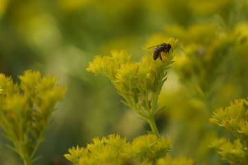 Bees pollinate yellow plant in the field. Bees collect nectar, extract honey.