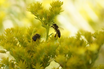 Bees pollinate yellow plant in the field. Bees collect nectar, extract honey.