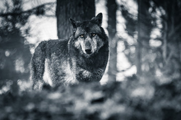 portrait of wolf looking at camera