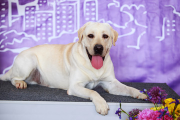 Dog breed labrador retriever
