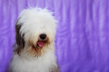 Dog breed bobtail
