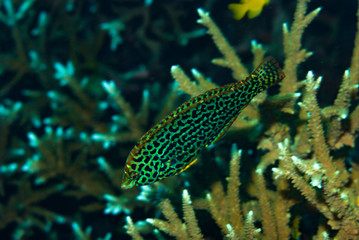 Leopard Wrasse Macropharyngondon meleagris