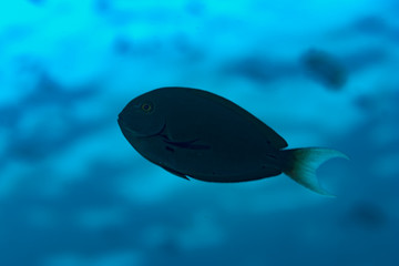 Night Surgeonfish Acanthurus thompsoni