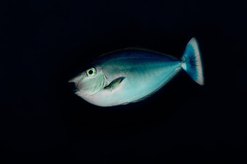 Spotted Unicornfish Naso brevirostris