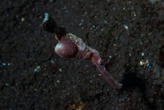 Velvet Ghost Pipefish Solenostomus Sp.