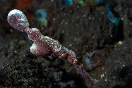 Velvet Ghost Pipefish Solenostomus Sp.