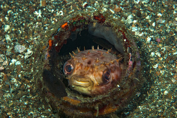 Orbicular Burrfish Ciclychthys orbicularis