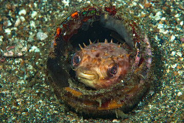 Orbicular Burrfish Ciclychthys orbicularis