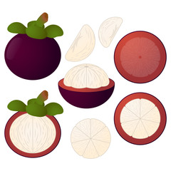Mangosteen vector illustration set. Whole, sliced and halved Mangosteen graphics.