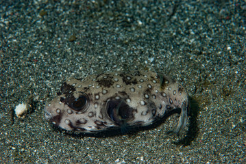 Stars and Stripes Pufferfish Arothron hispidus
