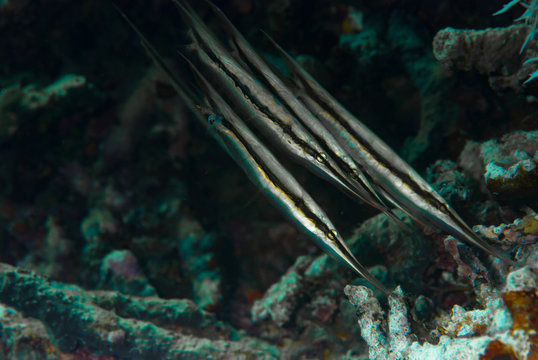 Razorfish Aeoliscus strigatus