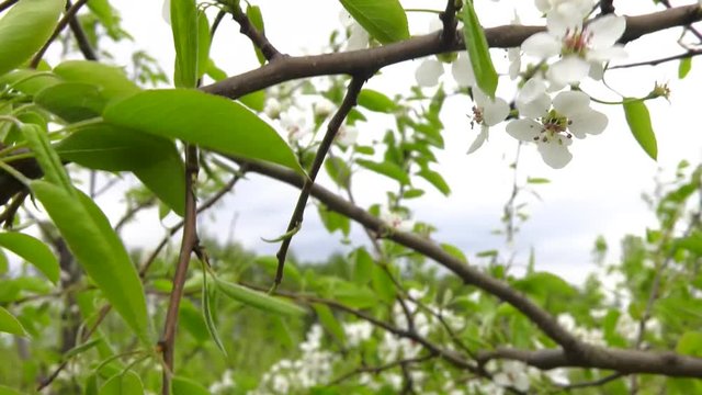 A strong wind sways pear branches. Beautiful Garden Of Young Fruit Trees. Trees Are Blooming. blooming pear tree branches in the spring garden, white flowers and young green foliage.