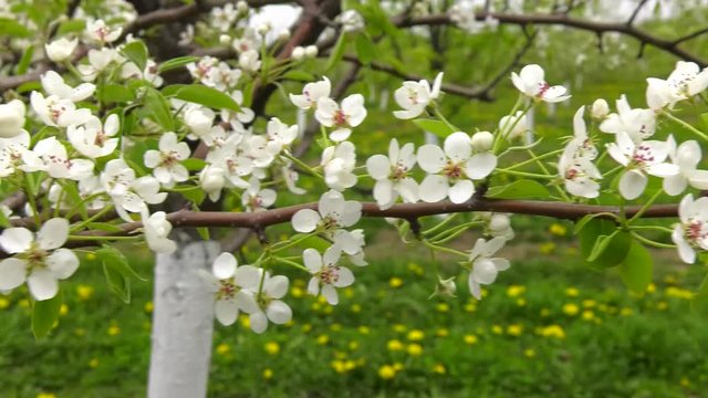 Branches of flowering pear closeup. Beautiful Garden Of Young Fruit Trees. Trees Are Blooming. blooming pear tree branches in the spring garden, white flowers and young green foliage.
