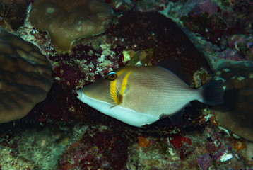 Fototapeta na wymiar Scythe Triggerfish Sufflamen bursa