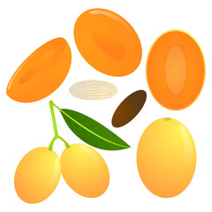 Plum mango vector illustration set. Whole, sliced and halved Plum mango graphics. 
