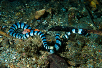 Banded Sea Krait Laticauda colubrina