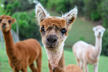 Obraz premium Alpaca Looking at You