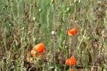Red poppies and a small snail on a summer sunny meadow