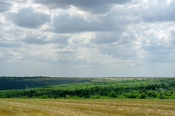 Beautiful field in golden green tones and cloudy summer sky