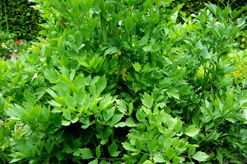 Liebstöckel, Maggikraut Gewürz