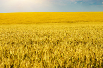 Wheat field summer sunny day under cloudy blue sky