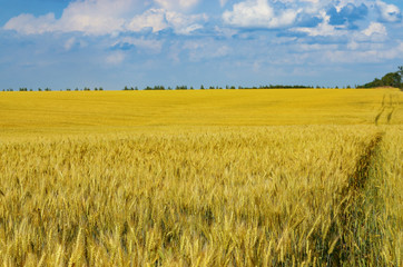 Wheat field summer sunny day under cloudy blue sky