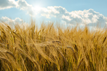 Barley field under cloudy blue sky in Ukraine