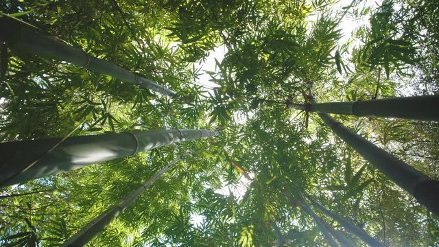 Rotating Up a Natural Bamboo Forest with Sun rays shining down. Alternative Building Material. Filmed in 4K in Asia.