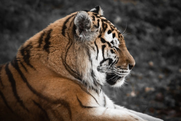 portrait of beautiful tiger taking sun 