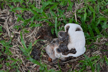 White wild mushrooms growing naturally on the lawn in the park.