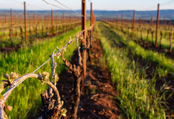 Looking down rows in an Oregon vineyard, bare vines just beginning to show buds of new leaves, green grass between rows. 