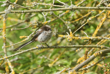 A cute baby Long-tailed Tit, Aegithalos caudatus, perched in a tree. It is waiting for its parents to come back and feed it.	