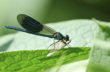 A stunning male Banded Demoiselle dragonfly, Calopteryx splendens, perching on a Comfrey leaf eating a Mayfly.