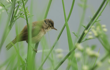 A pretty Reed Warbler, Acrocephalus scirpaceus, perching on a plant in the reeds at the edge of a lake. 