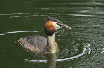 A beautiful Great crested Grebe, Podiceps cristatus, swimming in a lake.