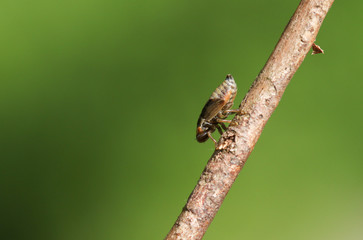 A cute Froghopper or Spittlebug walking down a twig.