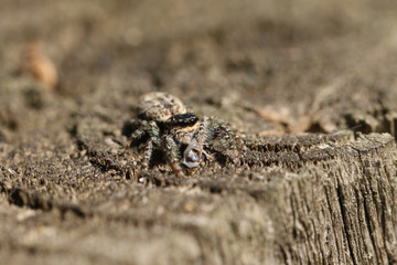 A small Fence-Post Jumping Spider (Marpissa muscosa) perching on a wooden fence with an insect in its talons which it has just caught and is eating.