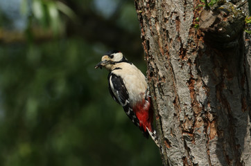 A stunning male Great spotted Woodpecker, Dendrocopos major, perching on the edge of its nesting...