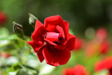 Obraz na płótnie Canvas Beautiful red rose in the summer garden close up