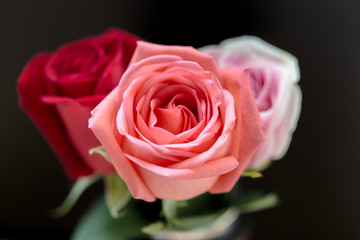 Pink and red roses on dark black background