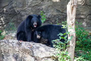 Asian great black bear.
