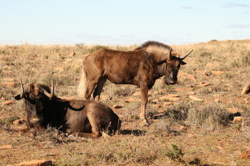 Two Black Wildebeest relaxing on the dry arid open plains of the Karoo, South Africa.