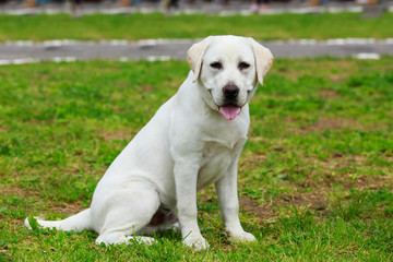 Dog breed labrador retriever