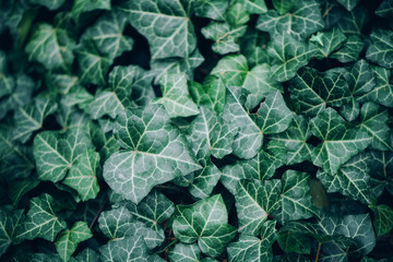 Green leaves texture. Tropical leaf background. Banner. Top view