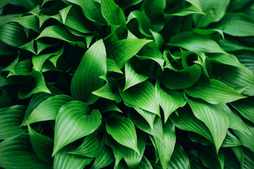 Naklejka na ściany i meble Green leaves texture. Tropical leaf background. Banner. Top view