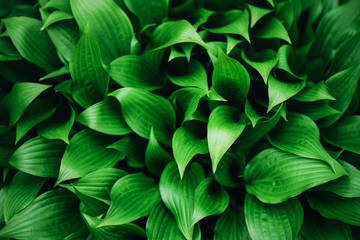 Fototapeta premium Green leaves texture. Tropical leaf background. Banner. Top view