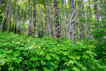 Foilage Above Coldwater Lake Mount Saint Helens