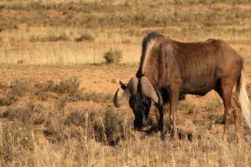 Black Wildebeest grazing grass in the dry arid af the Great Karoo of South Africa.